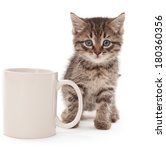 Kitten With Coffee Cup Isolated ...