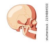 skull skeleton human head side... | Shutterstock .eps vector #2154884533