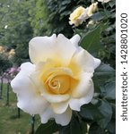 Small photo of Beautiful white roses.. parmesean in the park.. in Vienna Austria