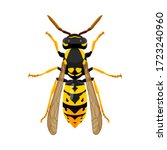 Wasp Isolated Image On A White...
