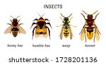 Set Insects Isolated On A White ...