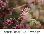 Small photo of Flowers of tumbleweed, also known as Russian Thistle. Close up, macro shot.