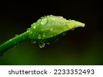 Small photo of Beads of water cling to a fresh flower bud after a spring rain. Macro photograph of a flower bud with rain droplets.