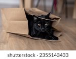 Small photo of Funny clack cat sitting in a paper bag
