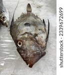 Small photo of Fish for sale in the market on ice. Peter Rooster, John Dory or Peter's fish.Fish for sale in the market on ice. Peter Rooster, John Dory or Peter's fish.