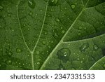 Closeup of green leaf with...