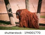 Small photo of alone walking orangoutang in Lisbon Zoo (Portugal)