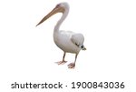 Pelican on a white background ...