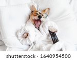 Funny corgi dog in glasses laying in bed, yawning, smiling, watching tv, feeling bored and relaxed in a day off 