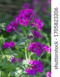 Small photo of Annual Honesty very bright purple flower also known as Silver Dollar, Money Plant, Penny flower or Moonwort.