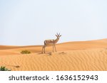 Small photo of Wildlife shot of gazelles in the open desert in Abu Dhabi looking into camera in it's natural habitat