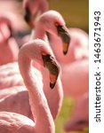 Beautiful Flamingo Portrait ...