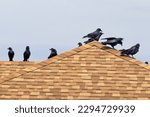 Several Crows hanging out on a house roof during a sunny day