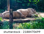 Two javan rhinoceros ...
