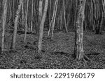 black and white forest in autumn. . leaves on the ground of a forest. explore a forest. black and white dense forest in autumn