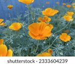 Eschscholzia californica, the California poppy, golden California , California sunlight or cup of gold, is a species of flowering plant in the family Papaveraceae