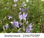 Small photo of Campanula patula or spreading bellflower is a plant species of the genus Campanula