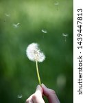 Small photo of dandelion gone to seed with seeds floating in air being held by a hand, green muted background