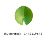 Lotus leaf or leaf of water...