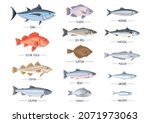 commercial fishes set. fresh... | Shutterstock .eps vector #2071973063