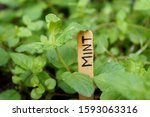 Mint Plant Growing In The...