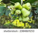 Small photo of Syzygium aqueum (watery rose apple, water apple, bell fruit, jambu air) fruits on the tree. The fruit has a very mild and slightly sweet taste similar to apples, and a crisp watery texture.