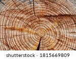 Small photo of The texture of the tree trunk in a cut with circles, cracks, holes, cuts and scratches. To the center there are tarry smudges, to the edge - burnt, charred insertion, inclusions.