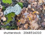 A Tinder Fungus In The Shape Of ...