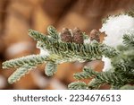 Winter Landscape. Pine Cones...