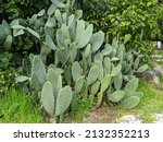 opuntia ficus indica or prickly ... | Shutterstock . vector #2132352213