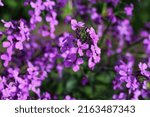 Small photo of Lunaria annua commonly called silver dollar, dollar plant, moonwort, honesty.