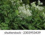 Small photo of Sweet Cicely, Myrrhis odorata, herbal medicine.