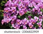 Small photo of Violet pansy flowers. Pansies in the garden, close up.
