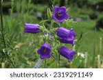 Small photo of Campanula medium. Blooming purple flower of Canterbury bells