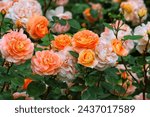 Beautiful orange rose on a...