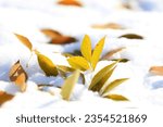 Leaves on the snow  yellow...