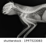 Cat Thoracic Radiography....