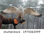 Falco rusticolus gyrfalcon north falcon falconry bird white bird wing span