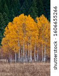 Small photo of White barked quaking aspen trees in a field under autumn golden canopy of yellow leaves with brown late season tall grasses in the foreground and dark pine and fur trees as a background