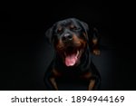 Portrait Of A Dog. Rottweiler....