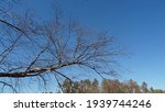 A bare tree in against a blue sky in Harstad County Park near Augusta, Wisconsin