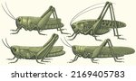 Grasshoppers. Design Set....