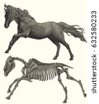 Horse Skeleton. Design Set....