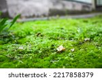 Integrity of the forest, national park. Beautiful green moss on the floor, moss close-up, macro. Beautiful background of moss with sunlight