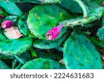 Green Prickly Pear Tropical...