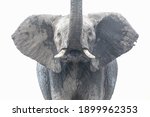 Free standing full frontal close up portait of an elephant raising its trunk against white background
