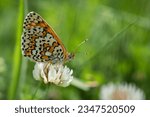 Orange checkered butterfly Melitaea interrupta on a white clover flower