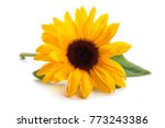 Sunflower  With Leaves Isolated ...