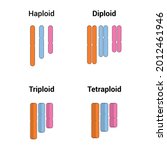 haploid diploid triploid... | Shutterstock .eps vector #2012461946