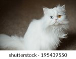 White Odd Eyed Persian Cat